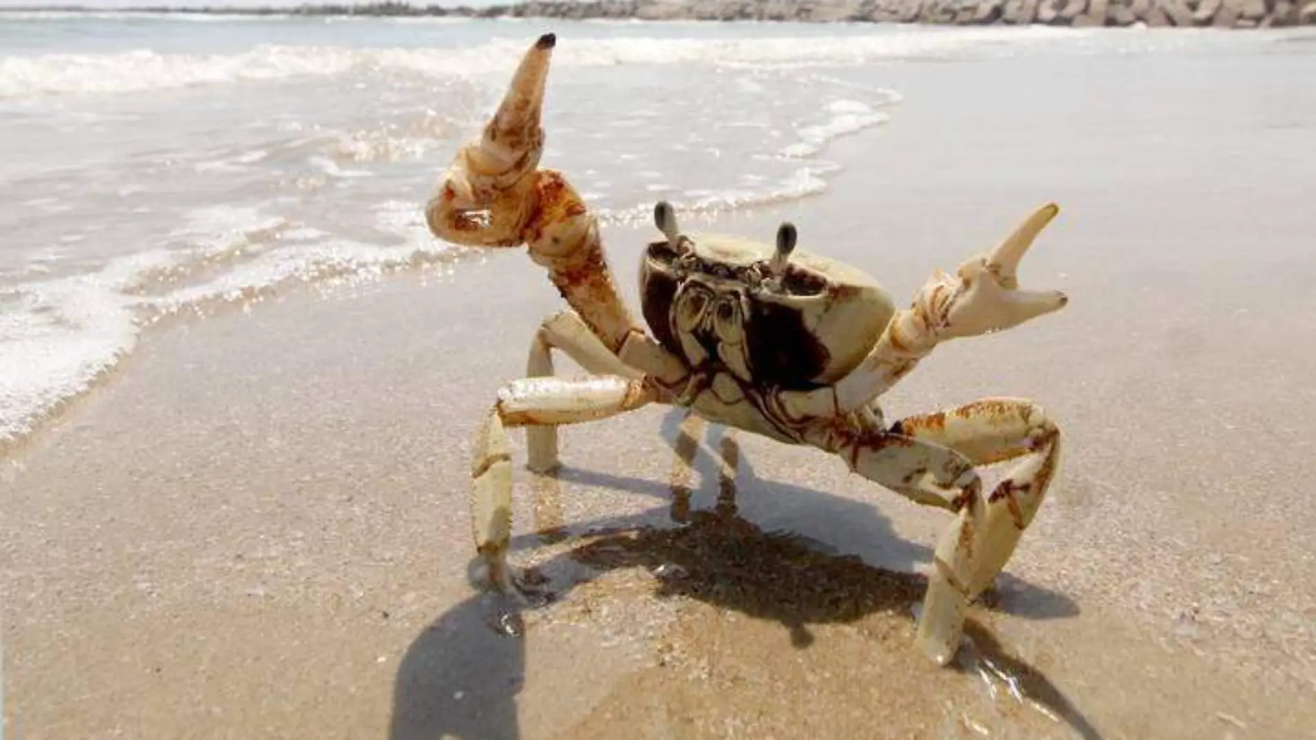 En playa Tesoro de Altamira se puede admirar la belleza de su fauna que parece no tener estorbos, como los cangrejos por ejemplo